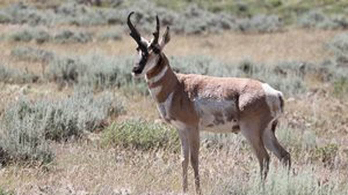 The coronavirus has prompted cancellation of a charity antelope hunt that has drawn teams of famous, powerful men to Wyoming and has been facing growing criticism that its ceremonies crudely and inaccurately appropriate Native American culture.