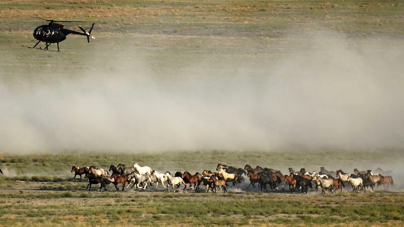 The Wild Horse and Burro Protection Act was reintroduced to ban controversial helicopter...