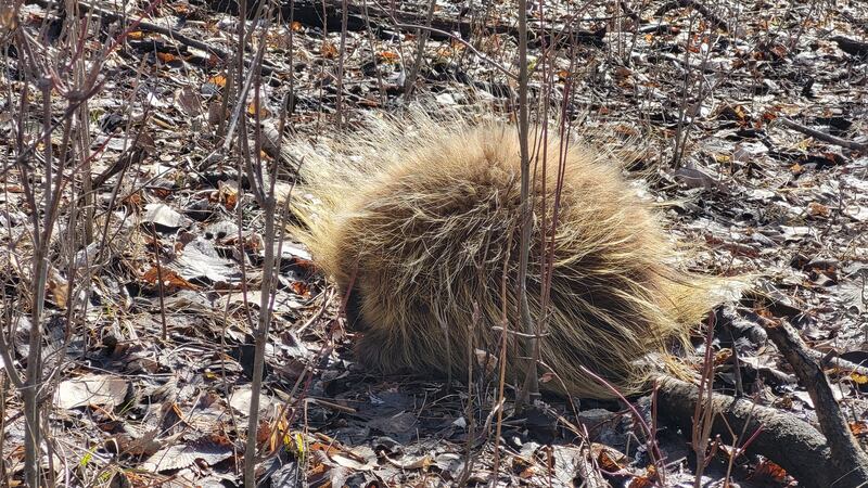 A porcupine found in northwest Iowa.