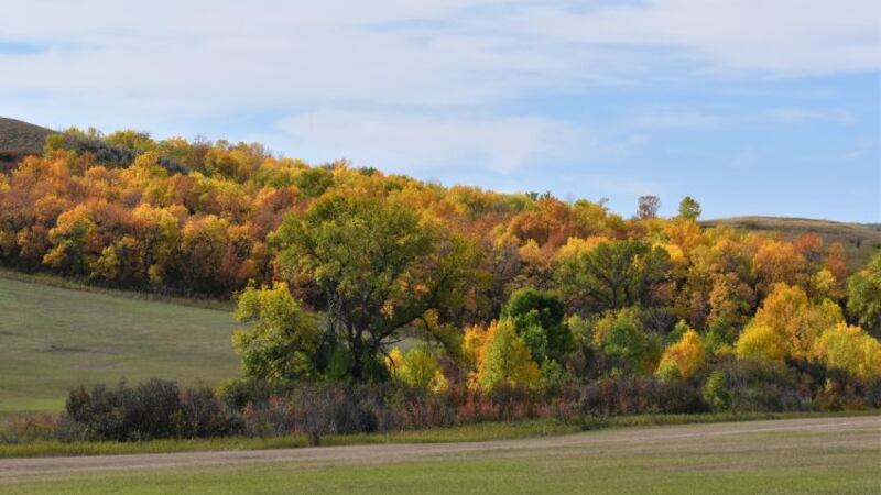 Colorful fall scene North Central McKenzie County 9/20/2023