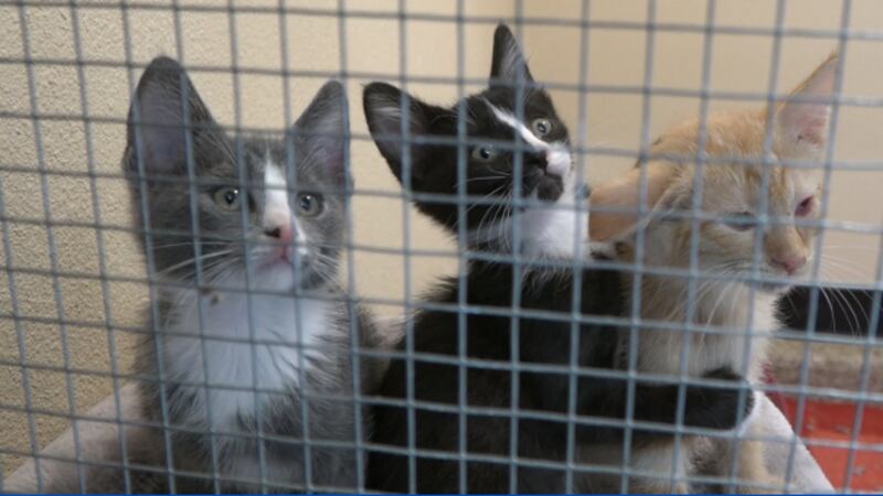 Kitties wrestle and play at Black Dog Animal Rescue