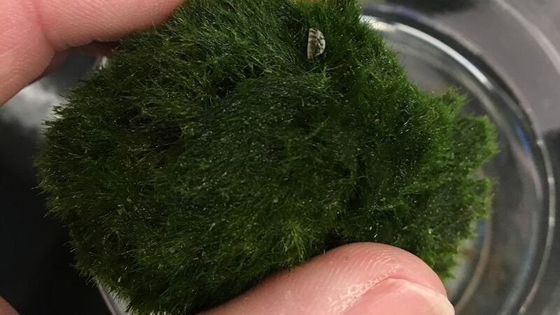 The Arkansas Game and Fish Commission announced Friday that moss balls used to absorb ammonia...