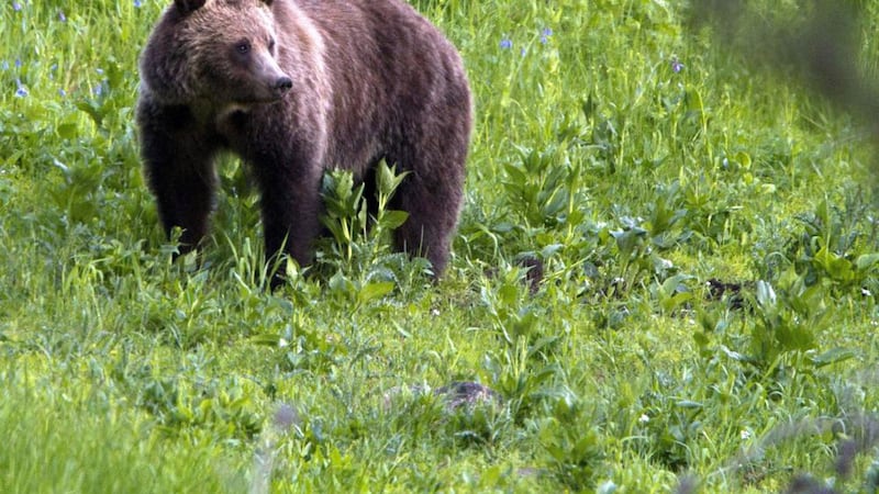 FILE - In this July 6, 2011, photo, a grizzly bear roams near Beaver Lake in Yellowstone...