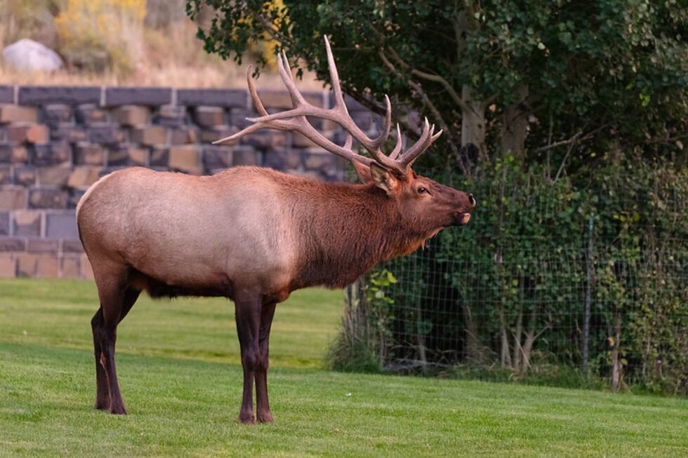 A bull elk bugles in Arch Park at sunset.