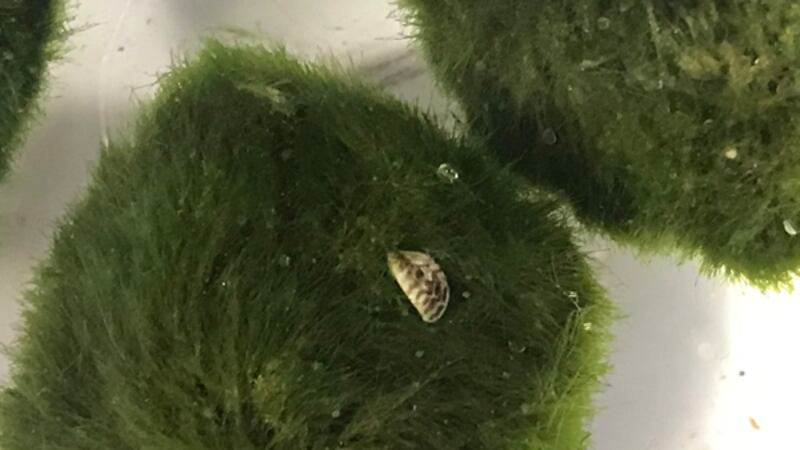Moss ball with zebra mussel