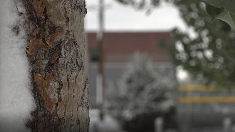 Snow sticks to a tree in a Casper park