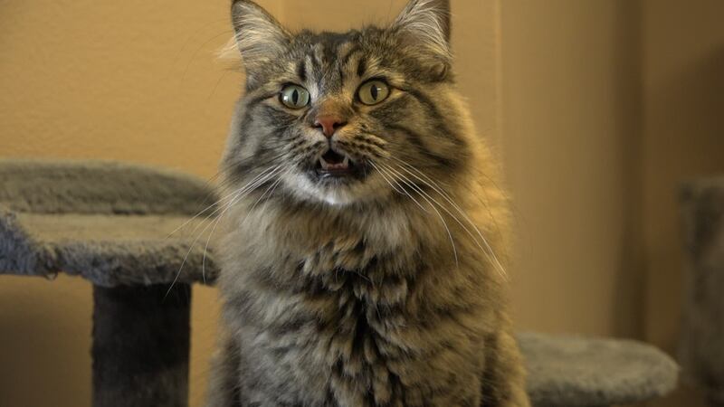 The Casper Humane Society has dozens of cats, dogs, and other animals available for adoption.