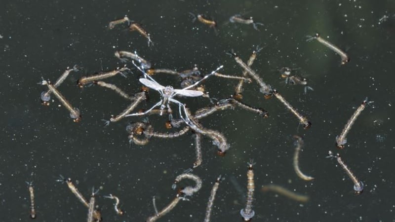 Mosquito larvae (Source: Flickr Commons)