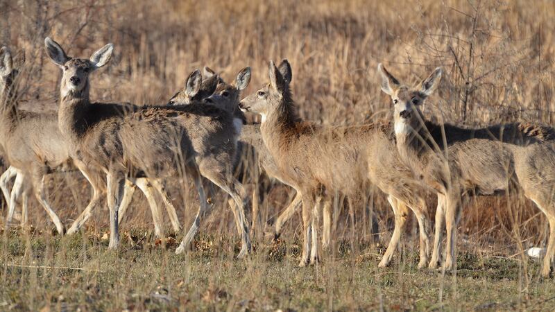 Yellowstone National Park has confirmed the discovery of the first case of Chronic Wasting...