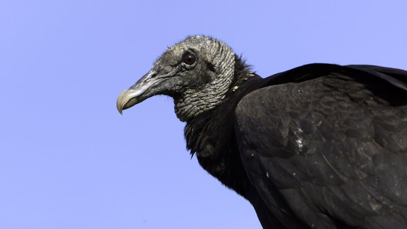 In this April 2009 photo, a black vulture perches on a fence post at Shepherd of the Hill Fish...